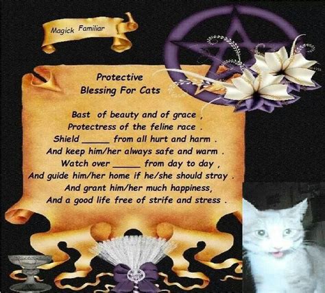The Cat Clan's Spells of Healing: Unlocking their Curative Magic